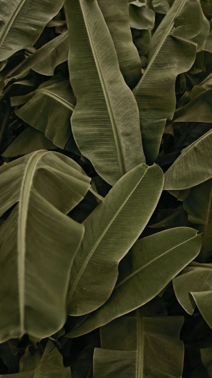 Undergrowth