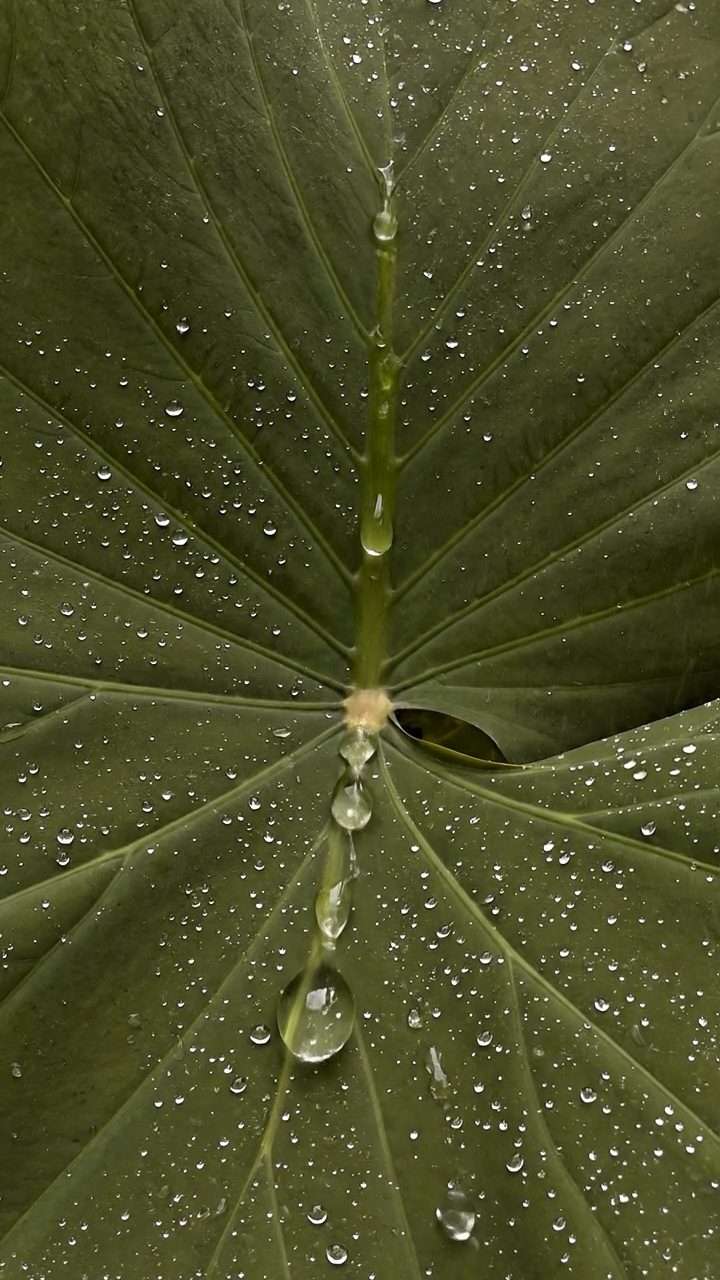 Water on leaf