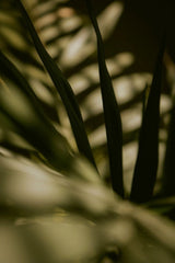 Palm, out of focus